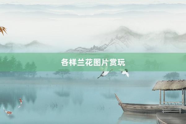 各样兰花图片赏玩
